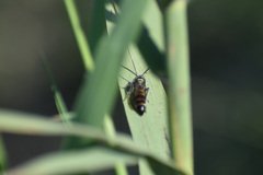 Campsomerinae