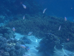 Chromis viridis