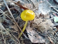 Pluteus chrysophlebius