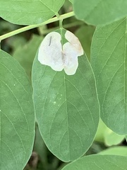 Chrysaster ostensackenella