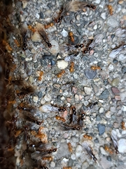 Lasius claviger