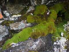 Grimmiaceae