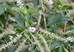 Calycopis cecrops