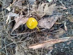 Pluteus chrysophlebius