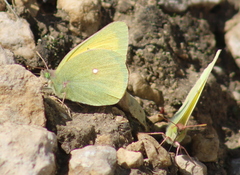 Colias christina