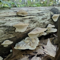 Tyromyces galactinus