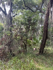 Persea borbonia