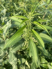 Urtica gracilis