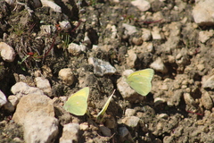 Colias christina
