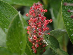 Salix arctica
