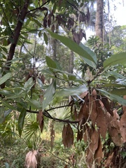 Persea borbonia