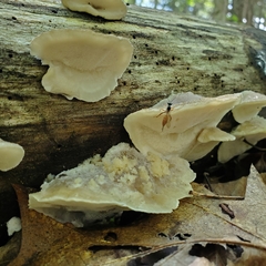 Tyromyces galactinus