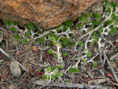 Selaginella cinerascens