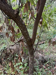Persea borbonia