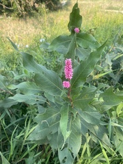Persicaria amphibia