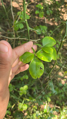 Citrus trifoliata