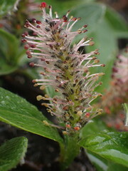 Salix arctica