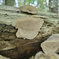 Tyromyces galactinus