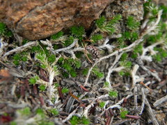 Selaginella cinerascens