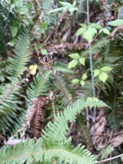 Araneus diadematus