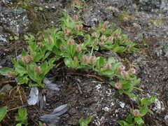 Salix arctica