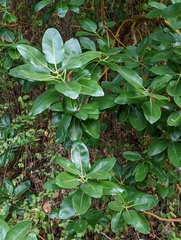 Arbutus menziesii