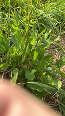 Rumex pulcher
