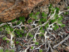 Selaginella cinerascens