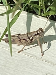 Melanoplus