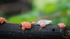 Arcyria insignis
