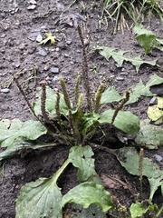 Plantago major