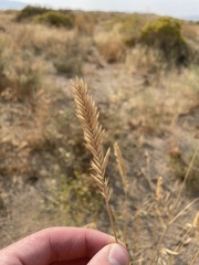 Agropyron cristatum