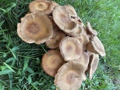 Desarmillaria
