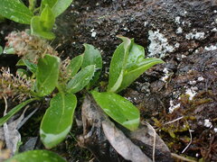 Salix arctica