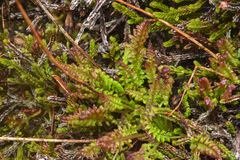 Pedicularis
