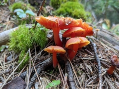 Hygrocybe