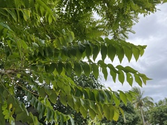 Phyllanthus acidus