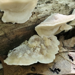 Tyromyces galactinus