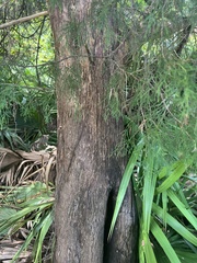Juniperus virginiana