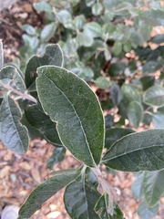 Feijoa