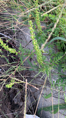 Ambrosia artemisiifolia