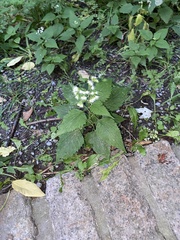 Ageratina