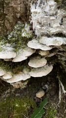 Rigidoporus populinus