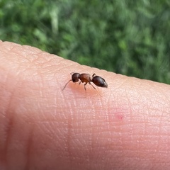 Pseudomethoca frigida