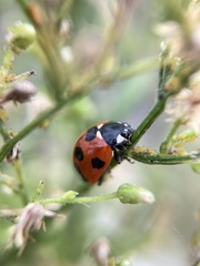 Coccinella septempunctata