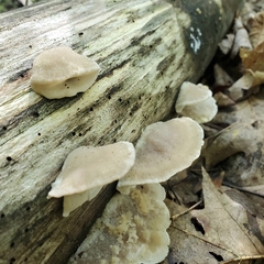 Tyromyces galactinus