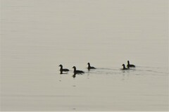 Histrionicus histrionicus