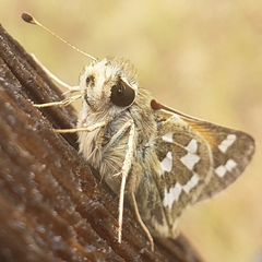 Hesperia juba
