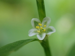 Polygonum aviculare aviculare