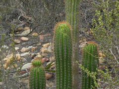 Trichocereus spachianus